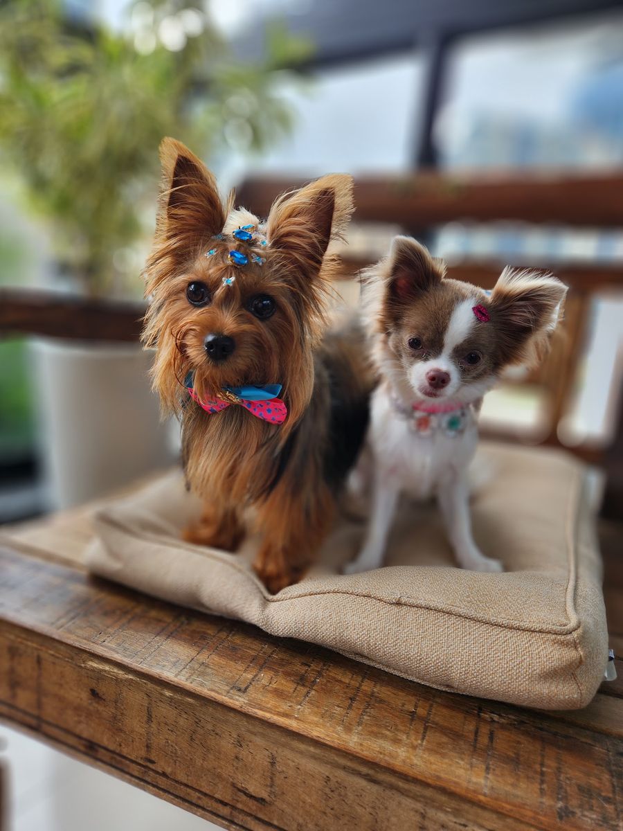 Dois cães arrumados, com laço e enfeites, sobre uma almofada